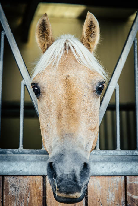 Residential Camps at The Unicorn Trust (2026 Dates Added!)