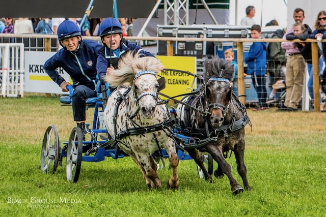 Black Grouse Media Equestrian Photography Workshop - 12th April 2025 - Stow on The Wold