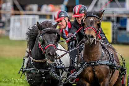 Black Grouse Media Equestrian Photography Workshop - 12th April 2025 - Stow on The Wold